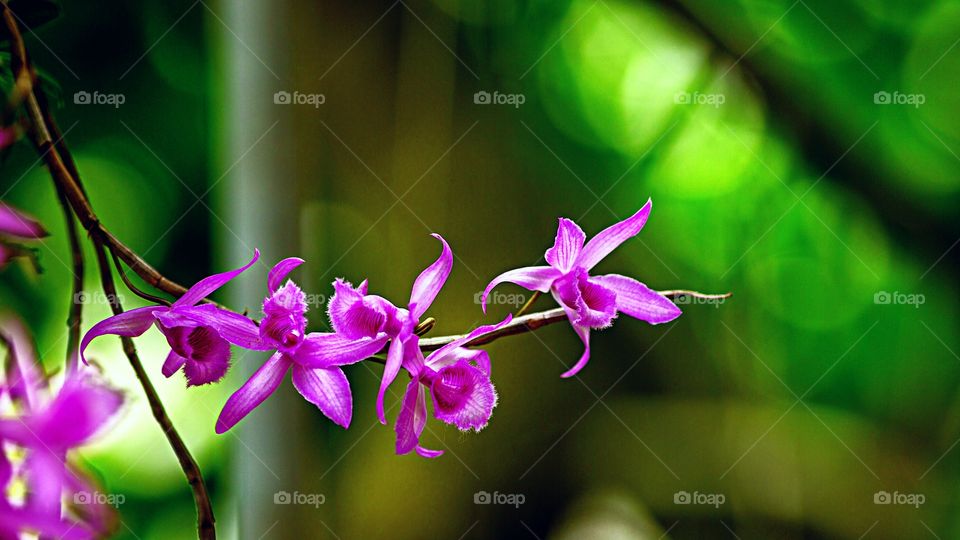Orquídeas -
Lélia Púrpura (Laelia Purpurata) ou  Cattleya purpurata