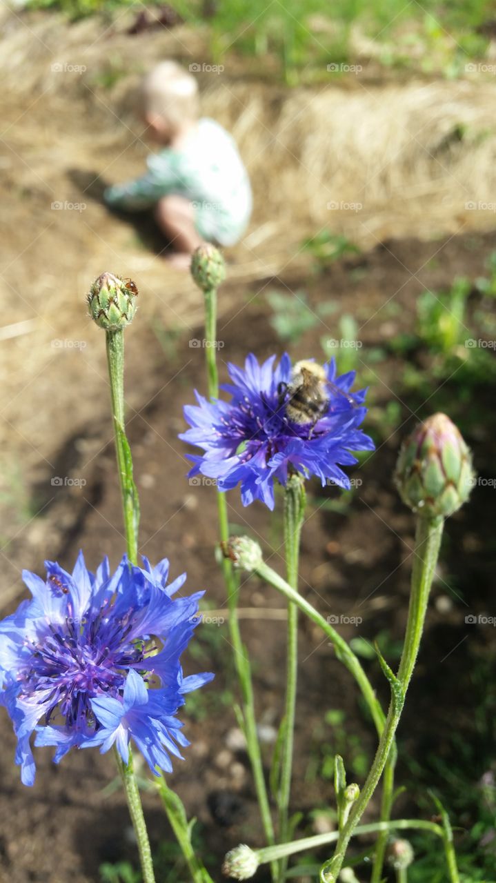 A bumblebee, a child and cornflowers