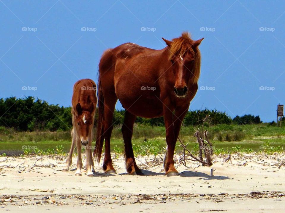 Mare and foal
