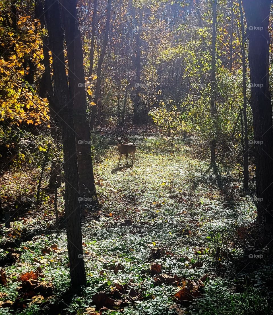 Deer In The Meadow