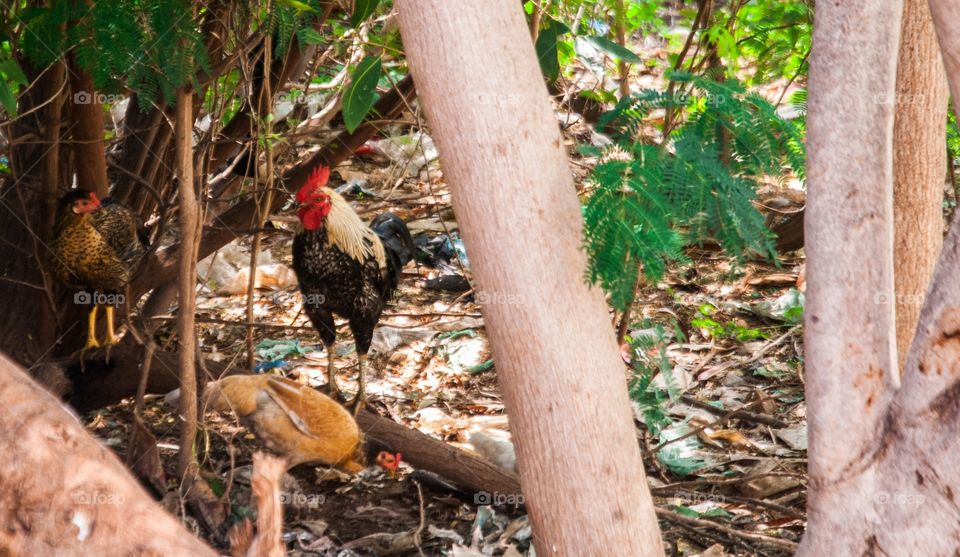 forest cock