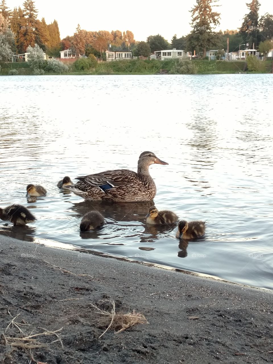 mom and baby ducks