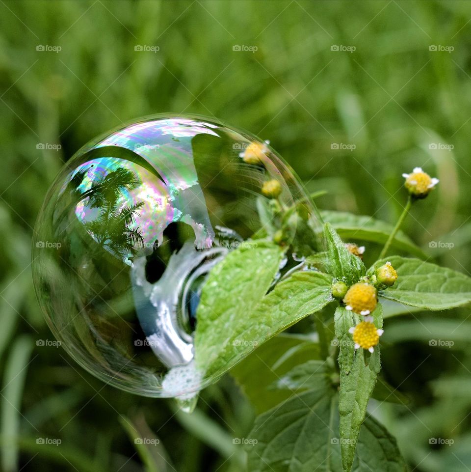 Picture in a bubble
