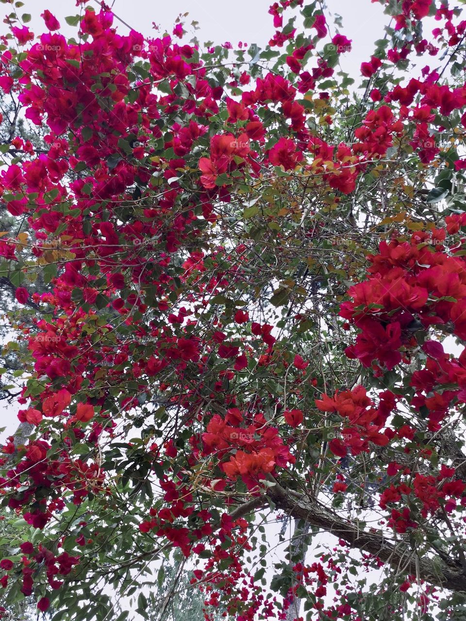 Pretty bougainvillea plant