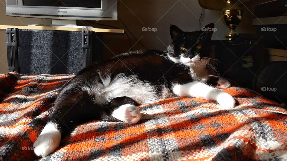 Bandit Batman Batcat