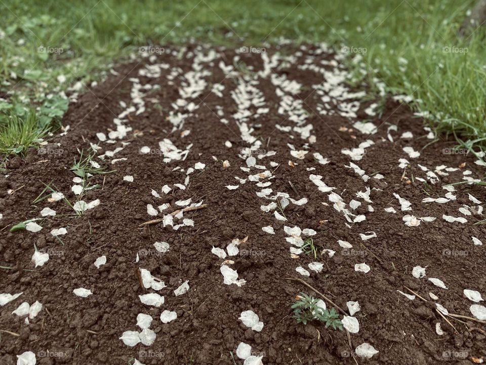 Flower Petals in Planting Rows