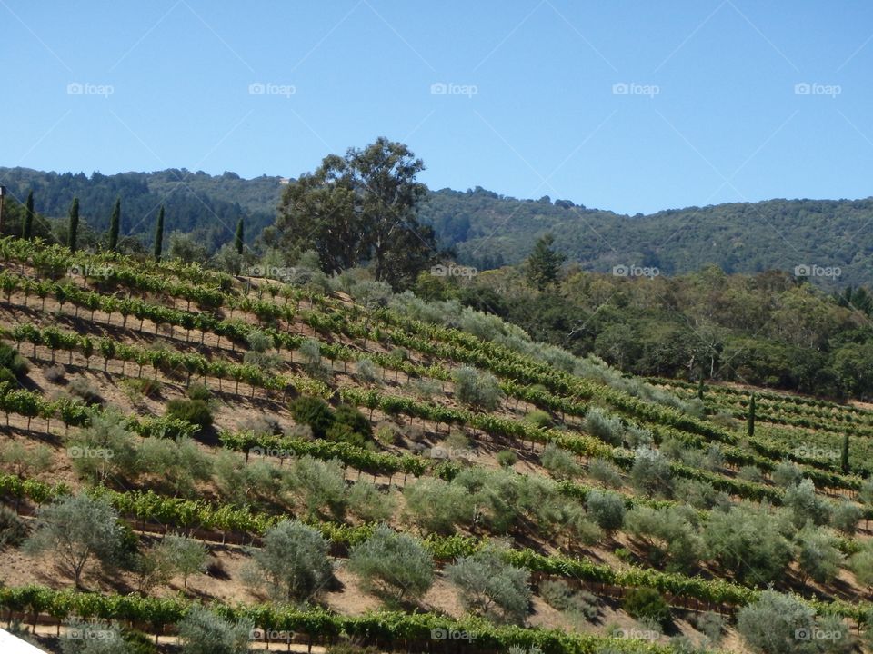 Napa Valley Winery Vineyard