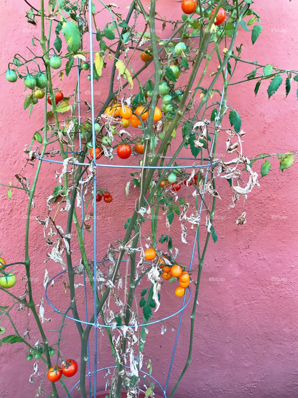 Fresh tomatoes growing on the vine 