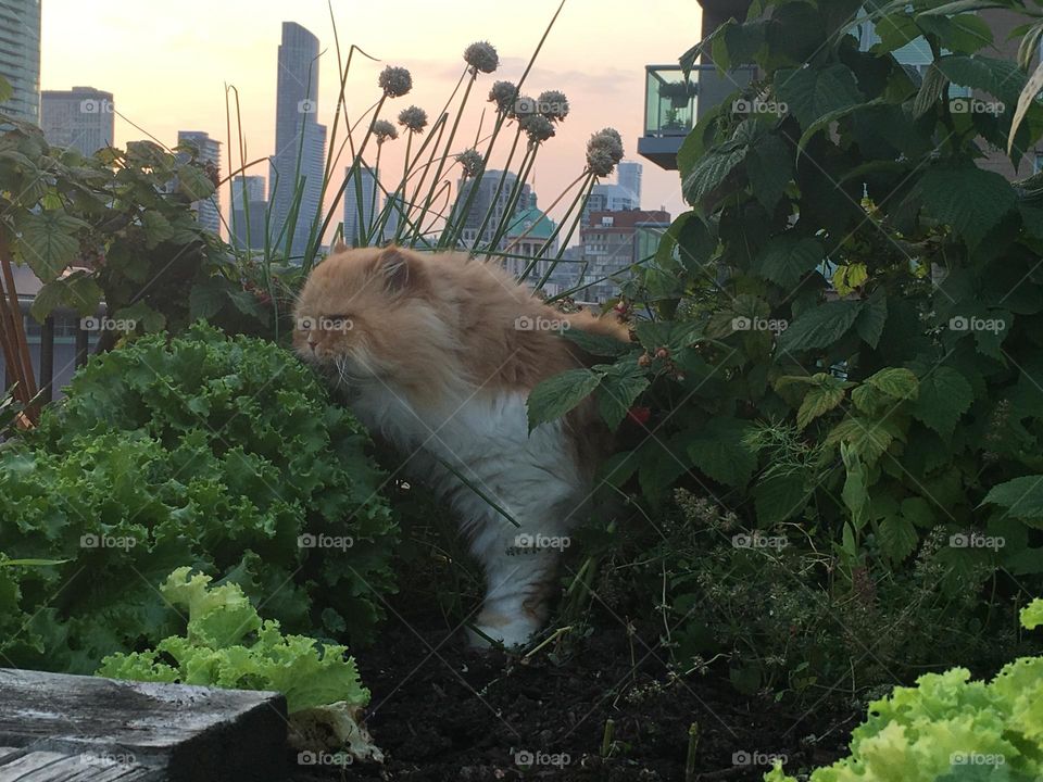 George of the jungle 