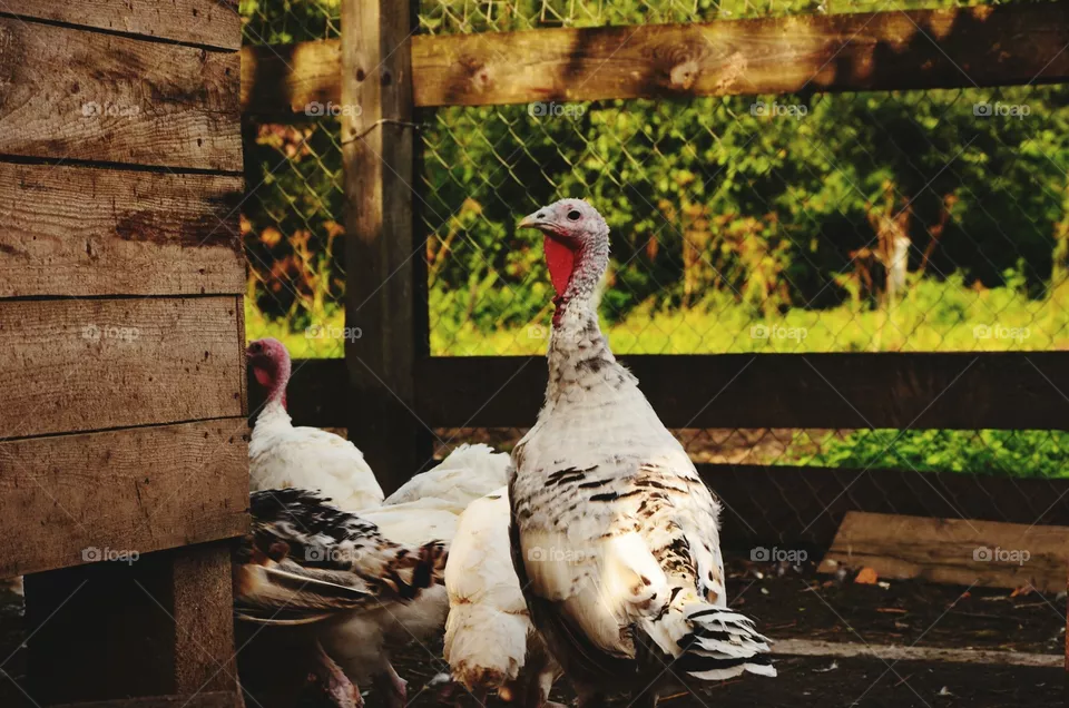 turkey