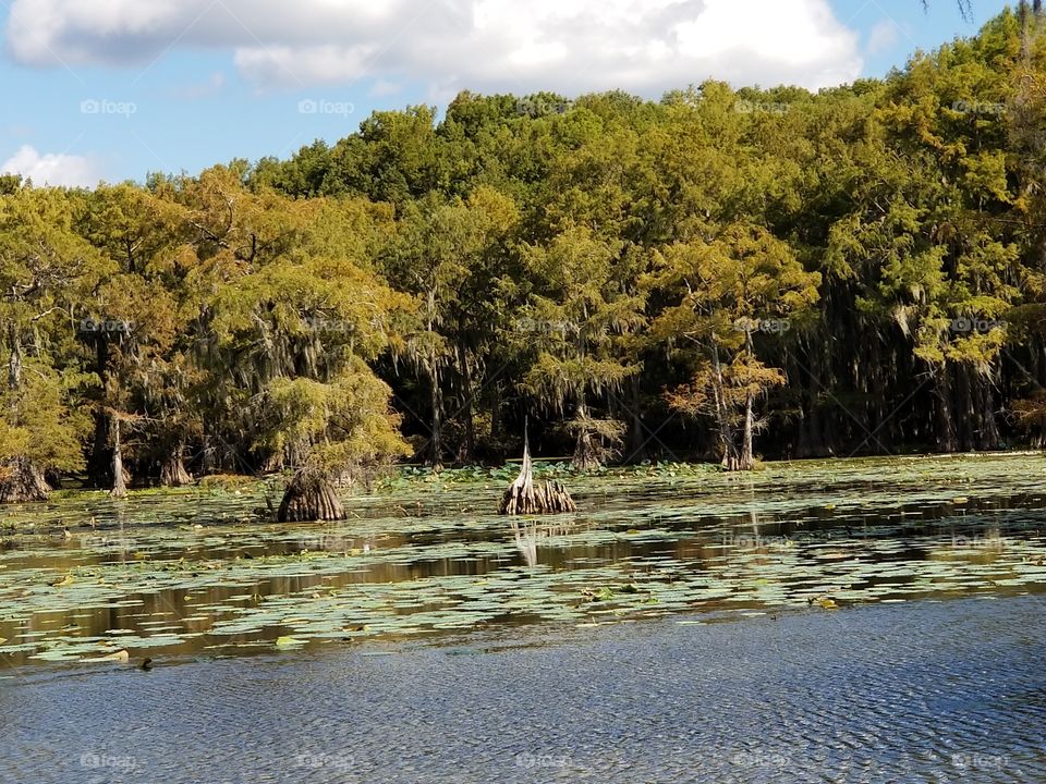Caddo Lake Stump Lily Pads And Cypress Trees