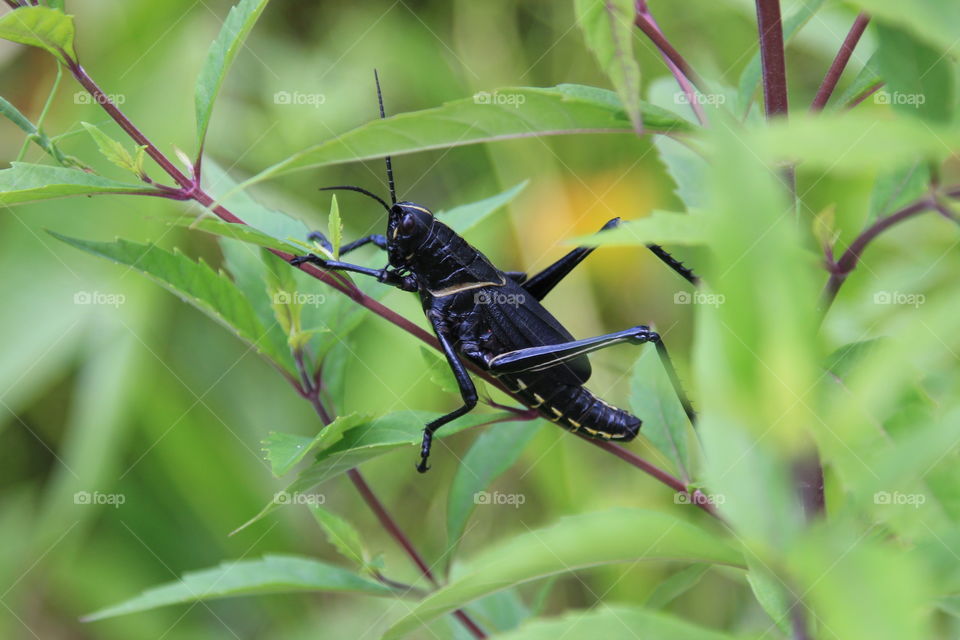 Louisiana grasshopper