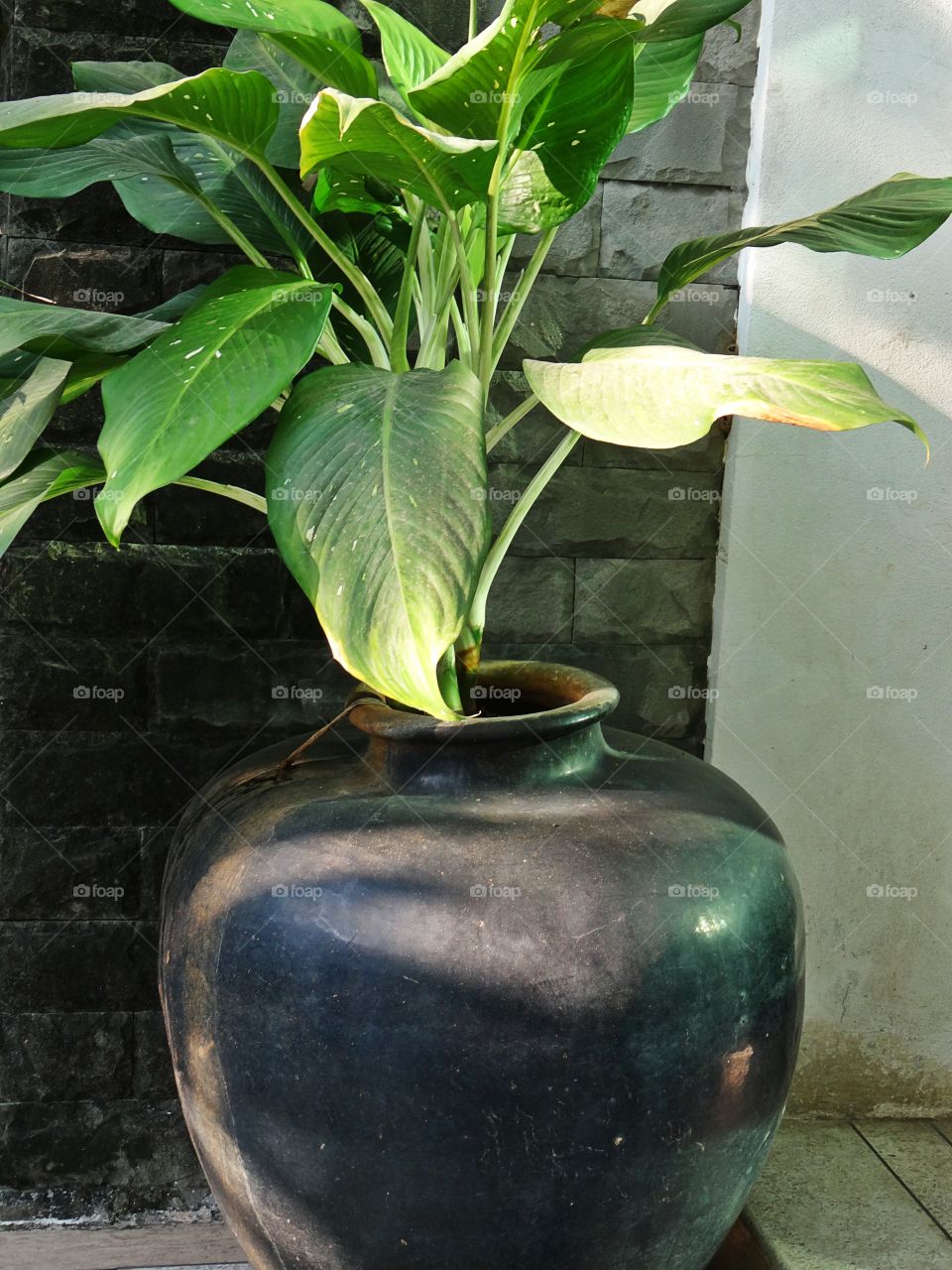 House plants in pots