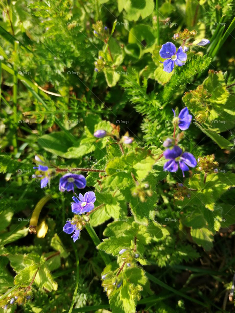 So small blue 😀💙