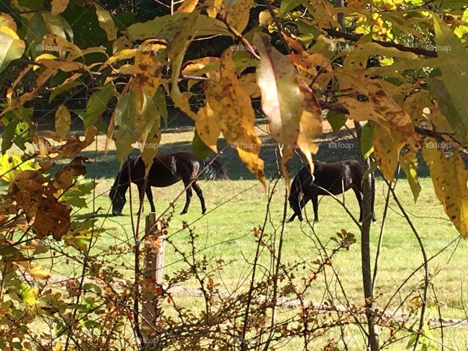 Autumn horses