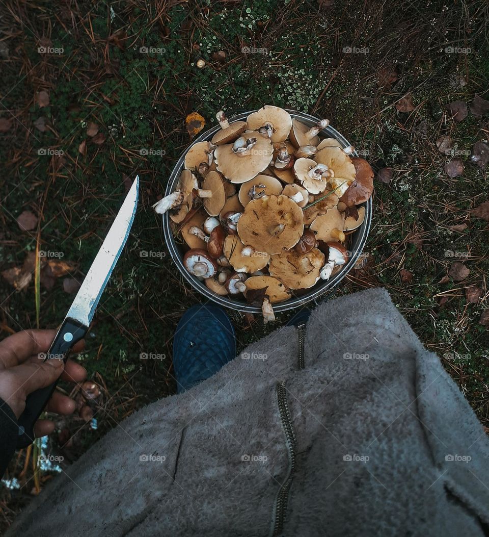 Collecting mushrooms in the forest