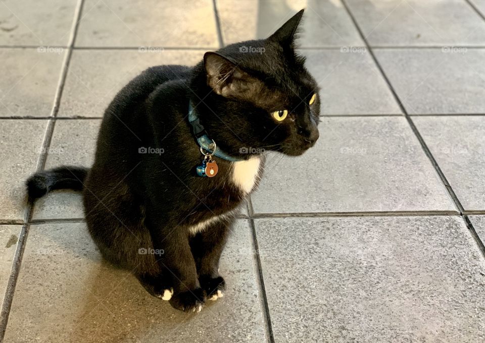 Seem this black cat got something interesting 