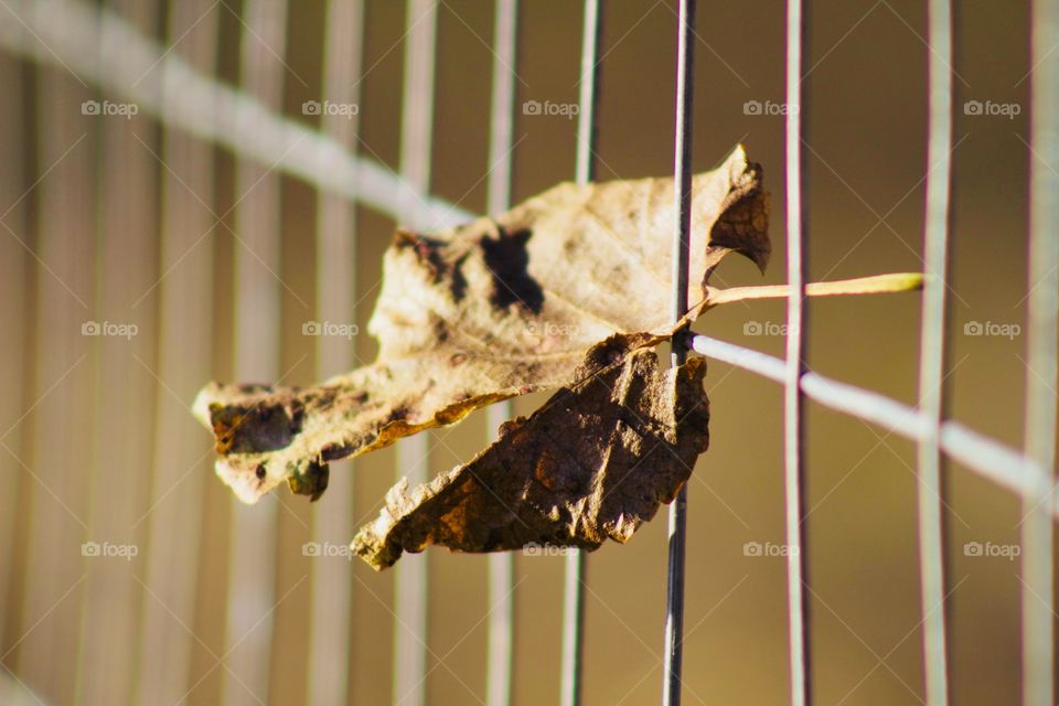 A fallen leaf trapped in wire fencing