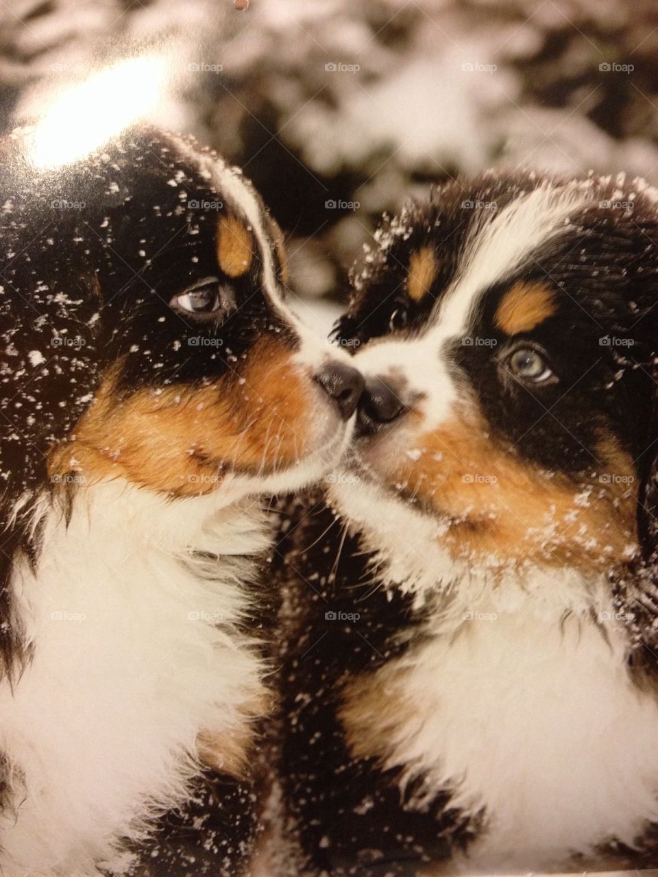 Close up of cute dogs