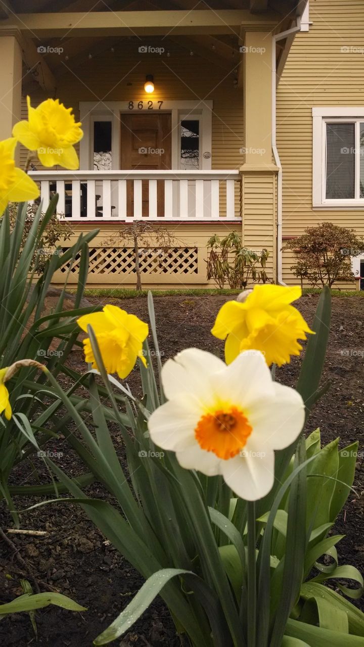Spring daffodils