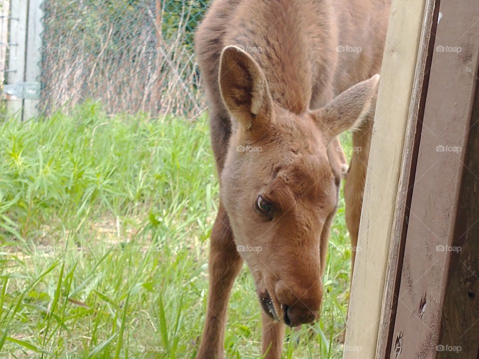 Curious moose calf sniffing around the barn door. Should he enter and risk being shut inside or stay outside and play in the green grass?