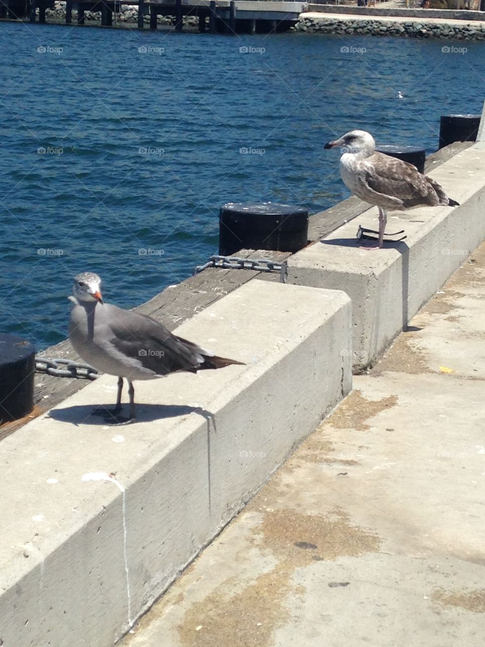 Two seagulls at the pier