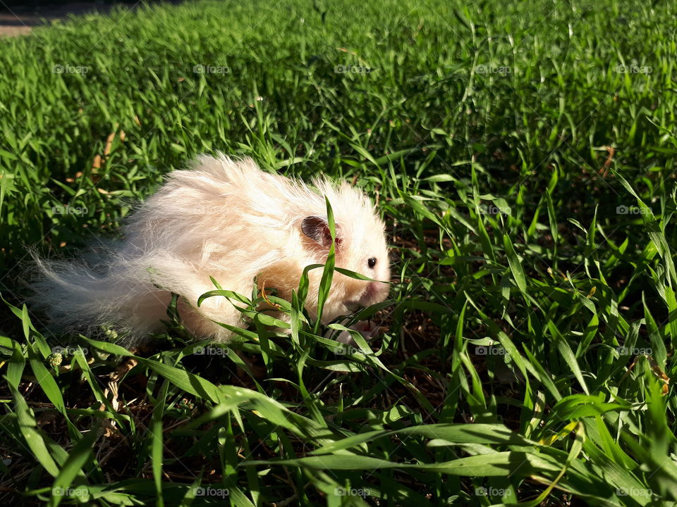 Hamster walking in green grass