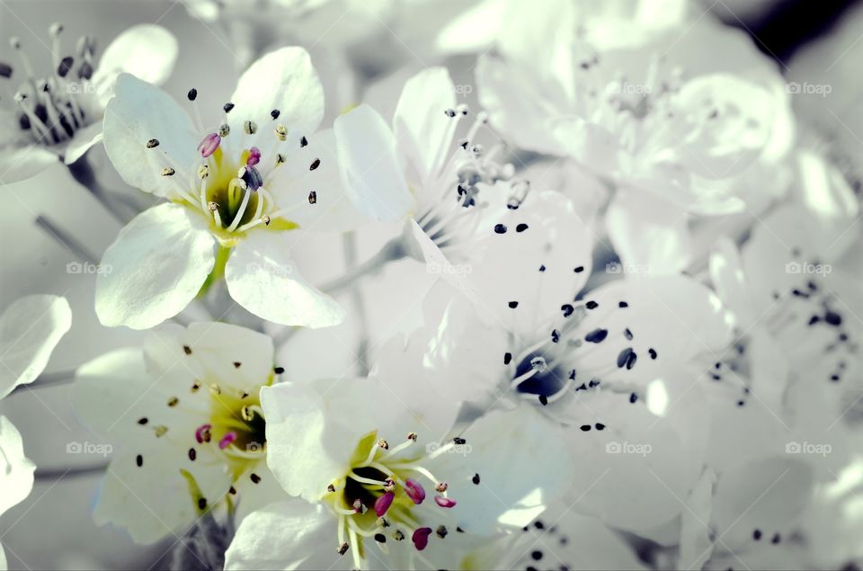 A color vs black and white fusion of budding flowers on a white cherry blossom tree.