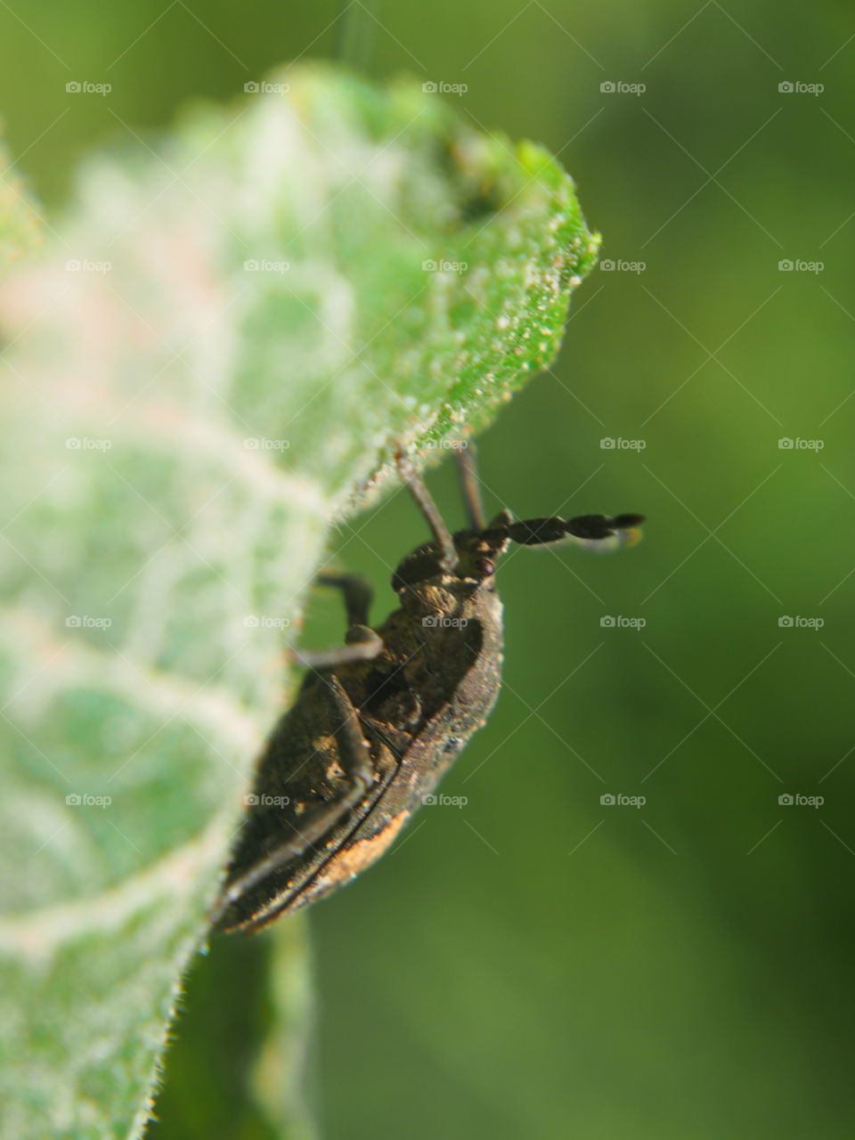 Underside of insect