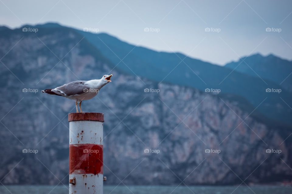seagull on a pole screaming