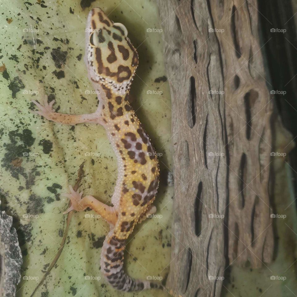 lepard gecko