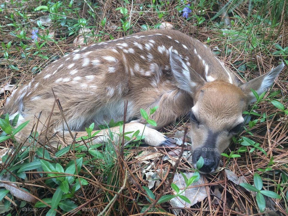 Baby Whitetail Deer