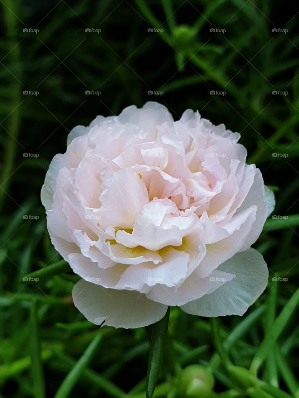 the Portulaca Grandiflora