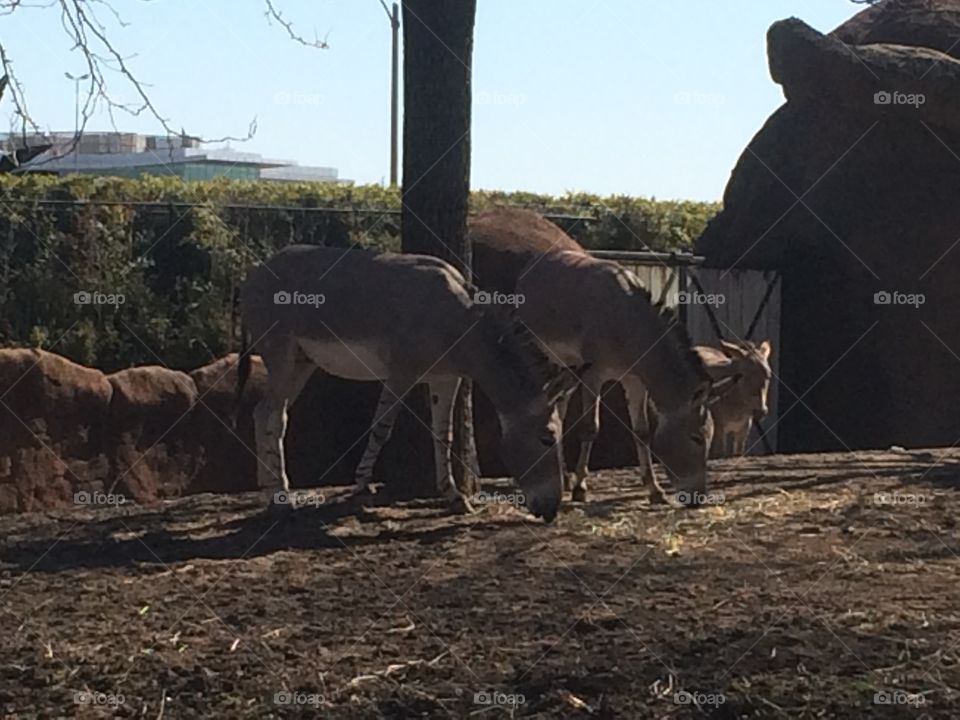 Mammal, No Person, Cattle, Livestock, Outdoors