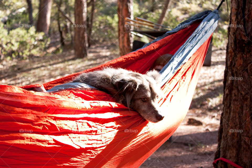 Puppy in hammock at forest