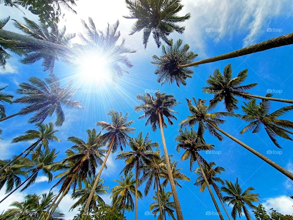 Coconut trees under the blue sky