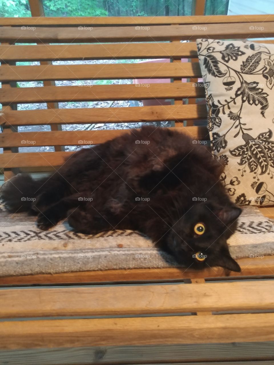 A black cat stairs wide eyed, but comfortable from a swinging wooden bench. Gazing out cautiously.