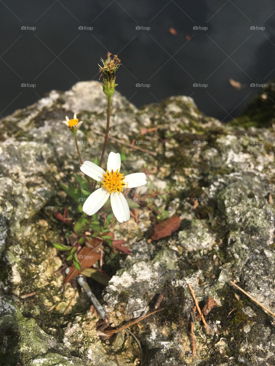 Flower on a rock