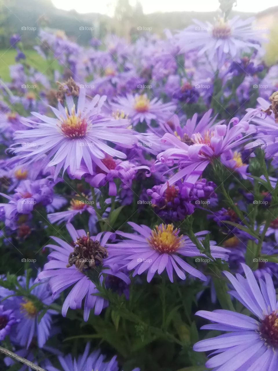 Blumen