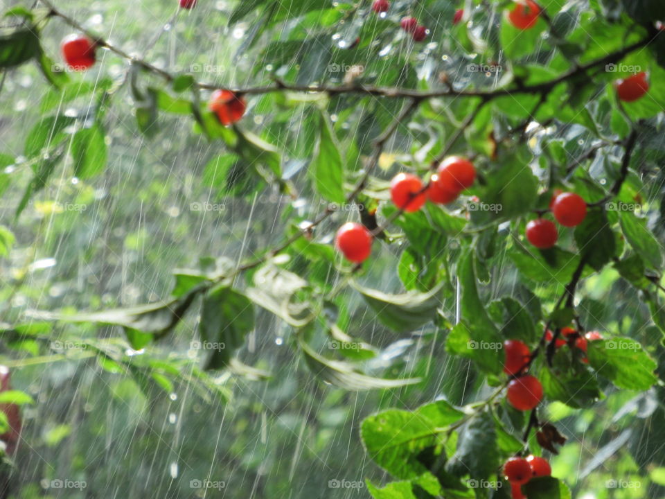 summer rain, raindrops