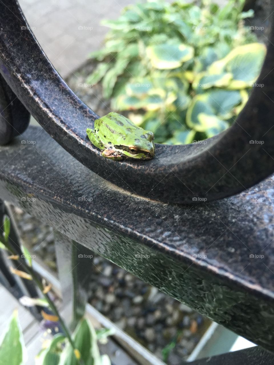 Summer Froggy