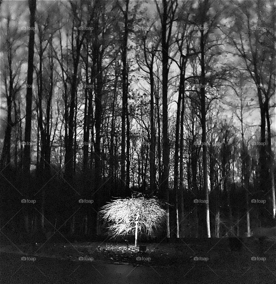 Ghost tree in the woods