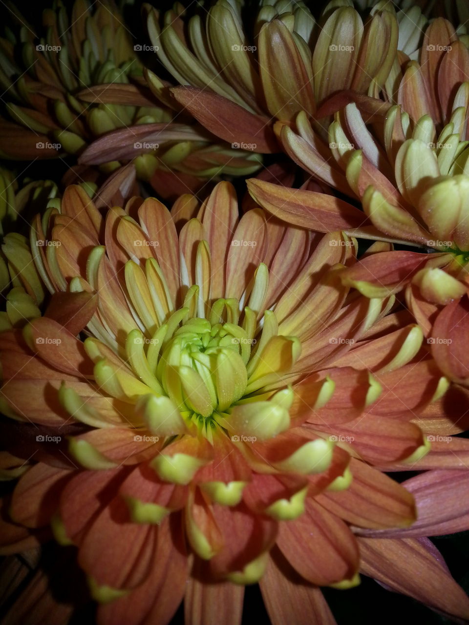 Chrysanthemum