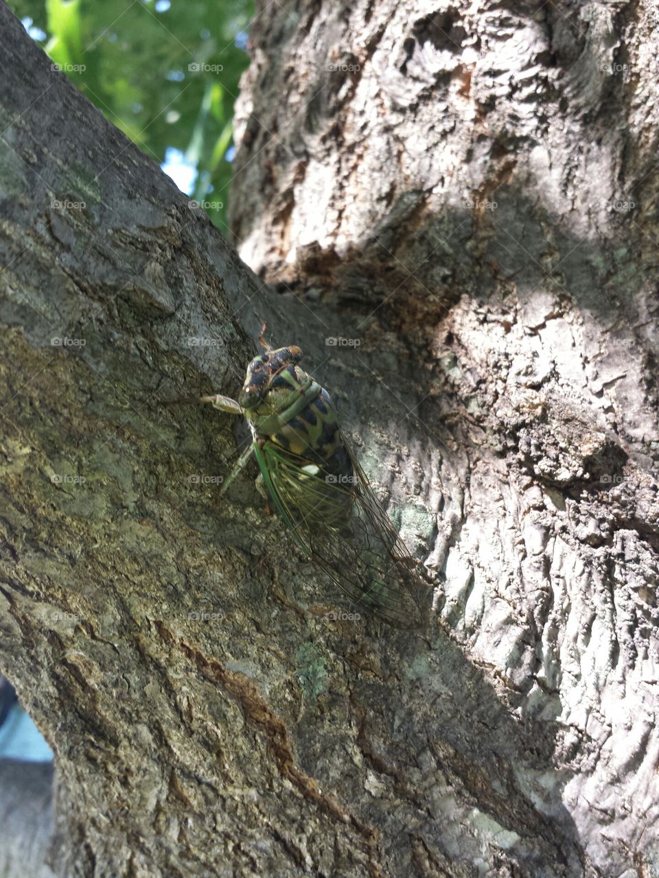 cicada hanging out