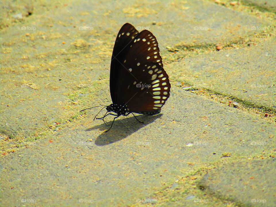 Beautiful butterfly Euploea core, the common crow is a common butterfly .Common Indian crow, and in Australia as the Australian crow.It belongs to the crows and tigers subfamily Danainae.