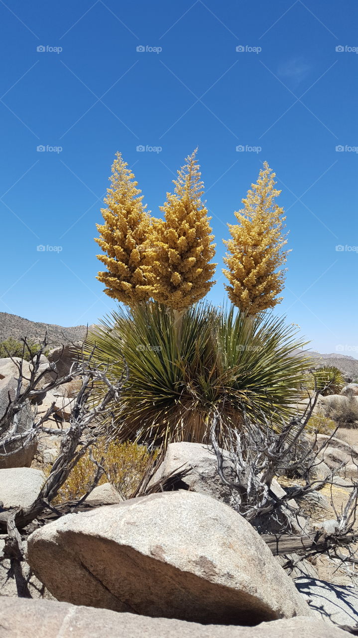 desert yucca