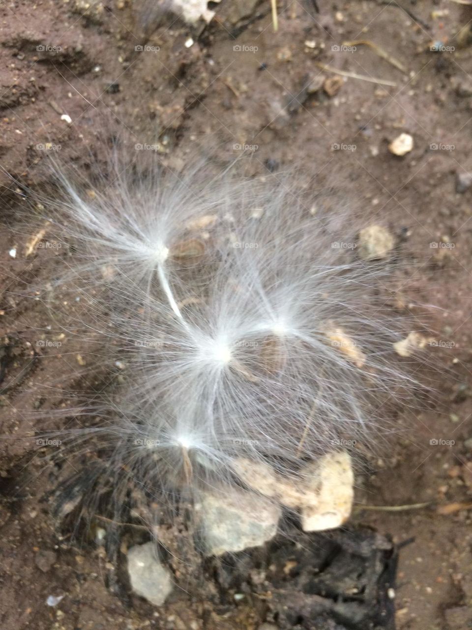 Floating Thistle Seed Pods