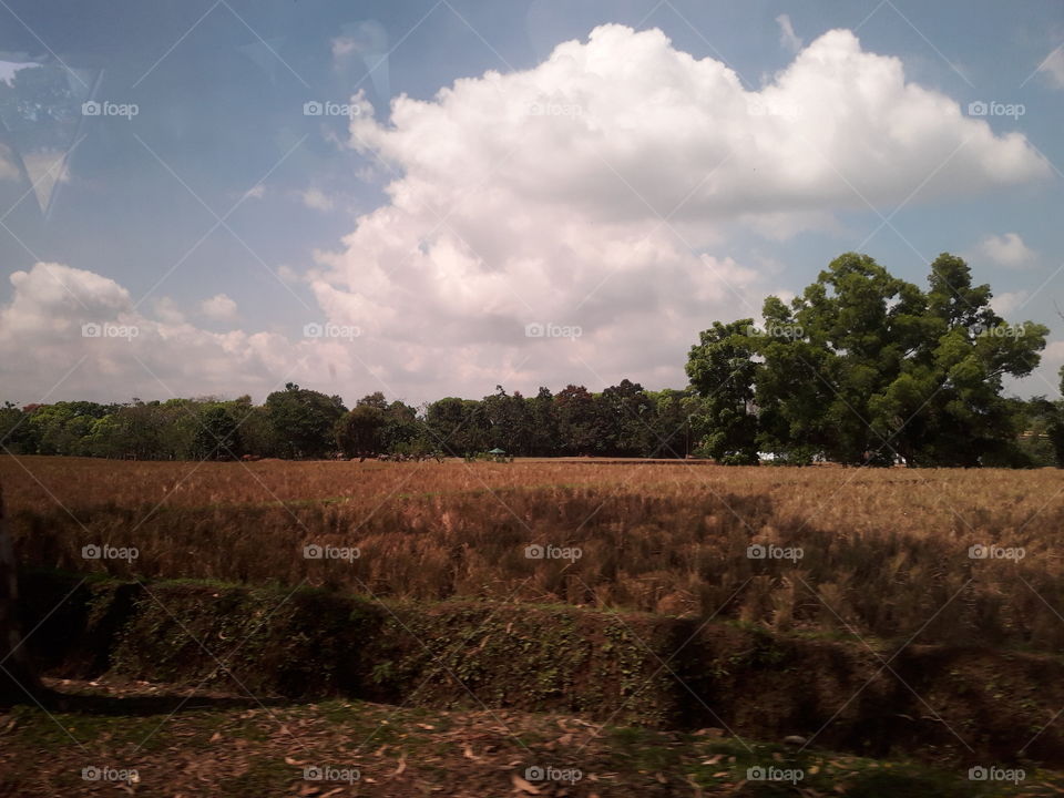 This the rice field look like lafter harvesting.