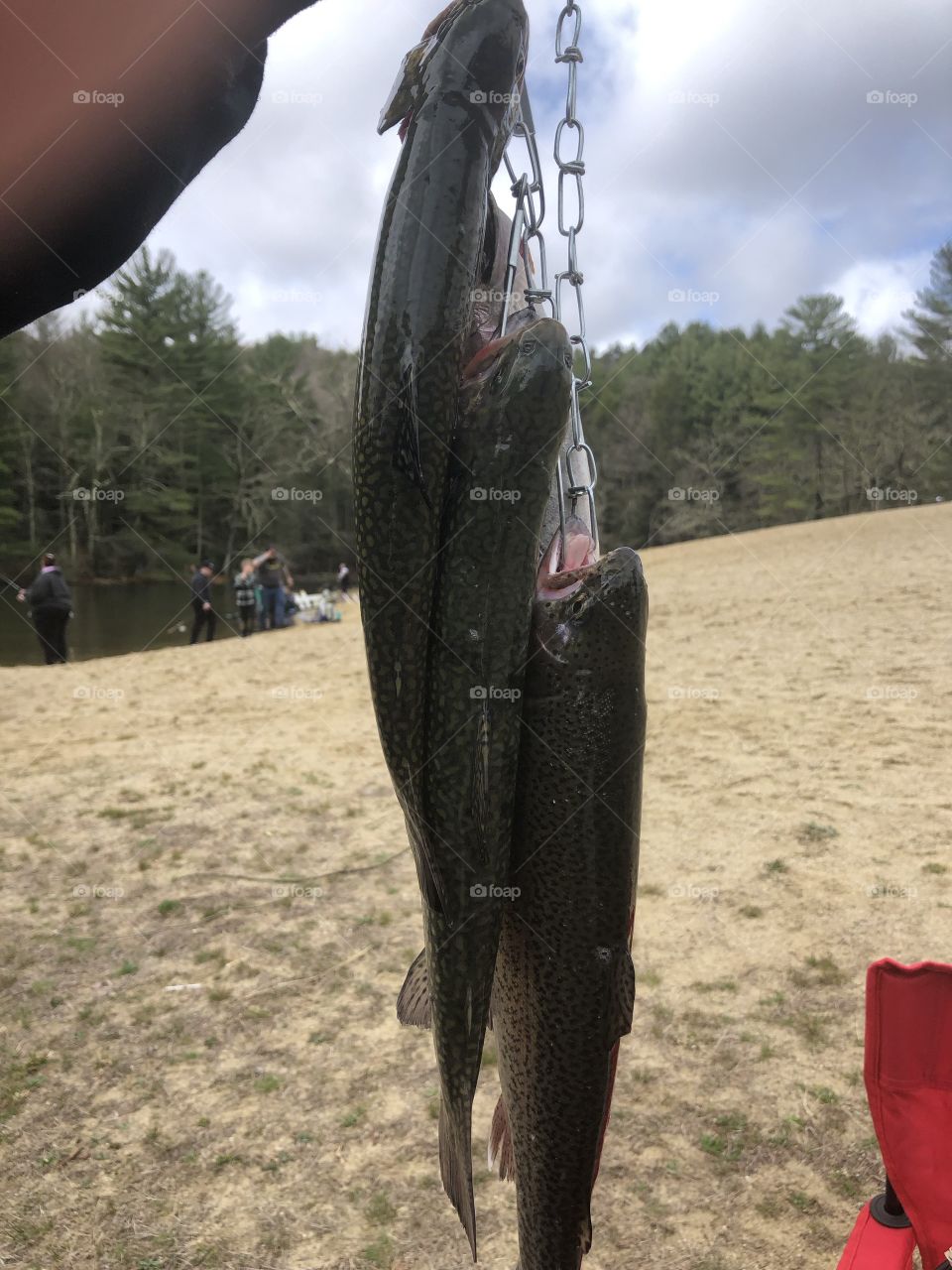 Trout on a stringer 