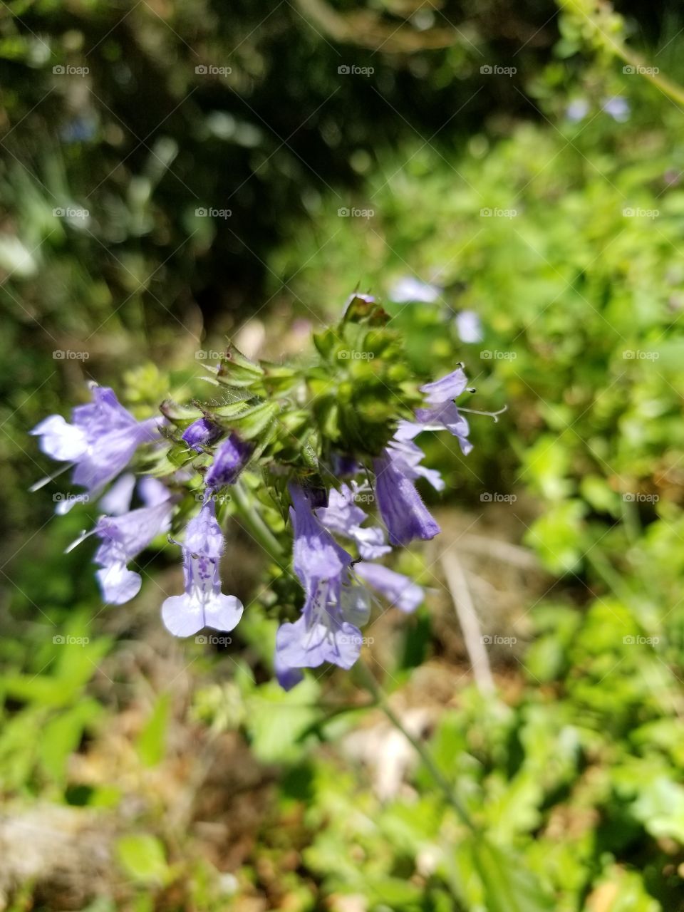 Tiny Purple Passion